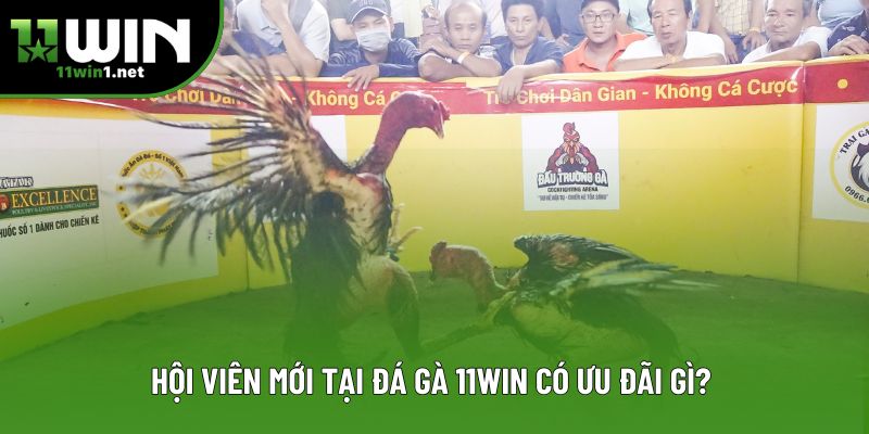 Hội viên mới tại đá gà 11win có ưu đãi gì? 