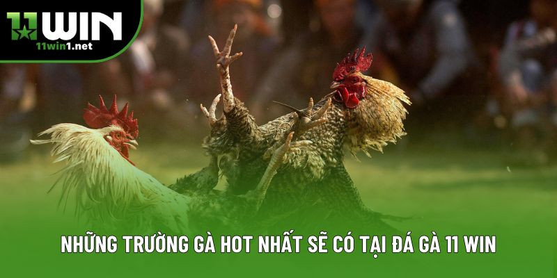 Những trường gà hot nhất sẽ có tại đá gà 11 Win